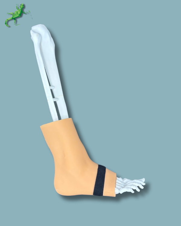 Pied et tibia avec arthrose de la cheville COFAS 1 avec ligaments/tendons/rétinaculum et peau - Ref 02-01-02 – Image 2