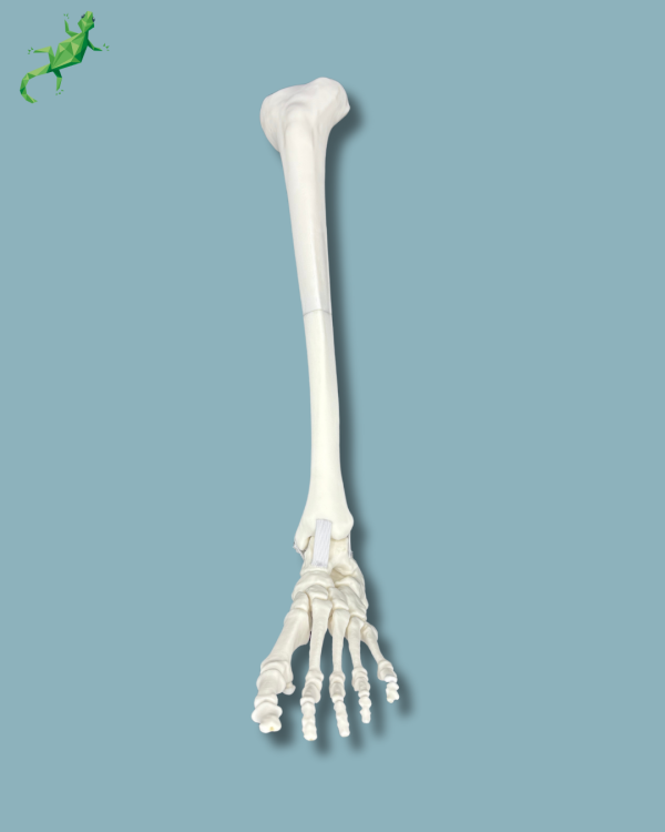 Foot-Ankle and Tibia / Left / Addi-CORT+ - Ref 02-08-02 - Image 6