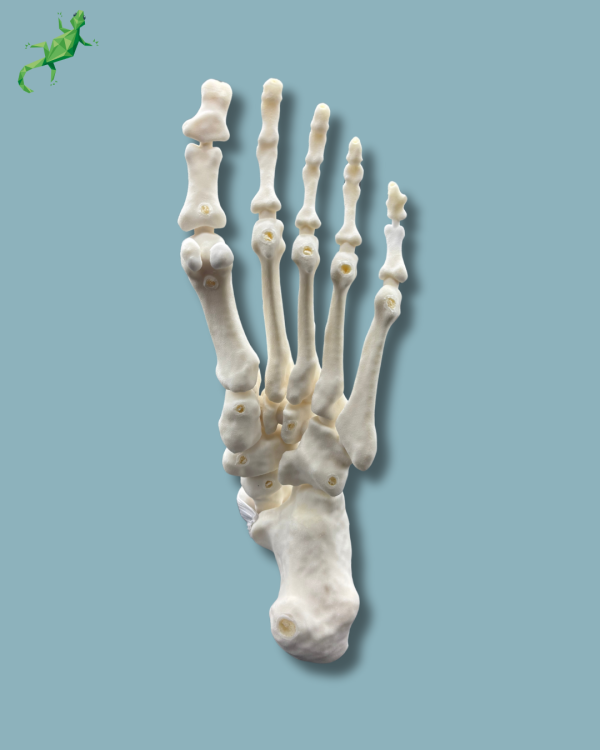 Pied-Cheville et Tibia / Gauche / Addi CORT+ - Ref 02-08-02 – Image 8