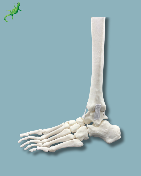 Foot-Ankle and Tibia / Left / Addi-CORT+ - Ref 02-08-02 - Image 4