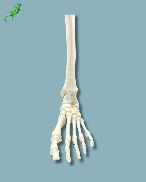 Pied-Cheville et Tibia / Gauche / Addi CORT+ - Ref 02-08-02 – Image 2