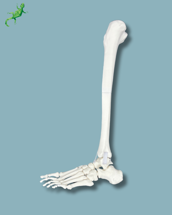 Foot-Ankle and Tibia / Left / Addi-CORT+ - Ref 02-08-02
