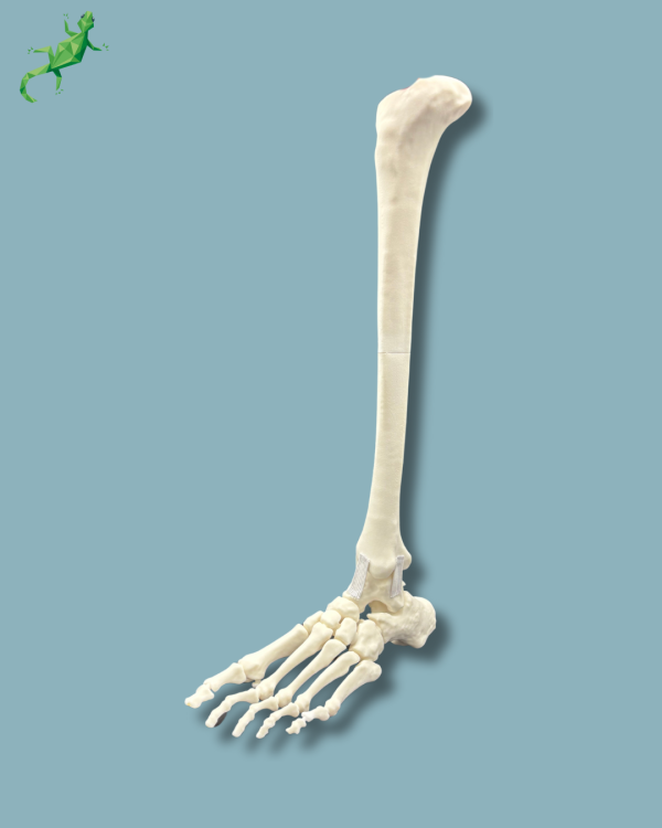 Pied-Cheville et Tibia / Gauche / Addi CORT+ - Ref 02-08-02 – Image 3