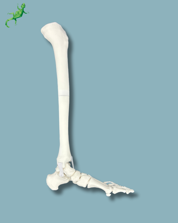 Pied-Cheville et Tibia / Gauche / Addi CORT+ - Ref 02-08-02 – Image 5
