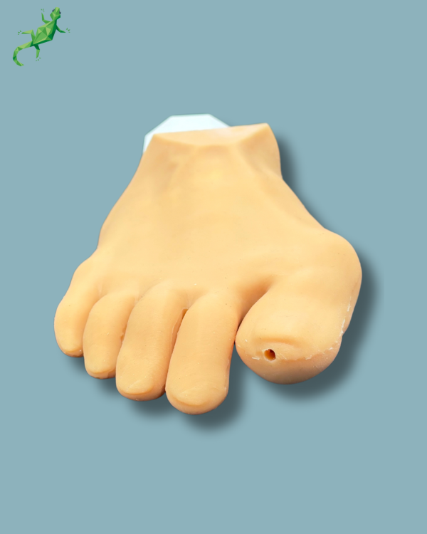 Pack ‘Forefoot right with deformity, Radioopacity and Skin’, + ‘vise attachment’ - Ref 01-11-02 - Image 4