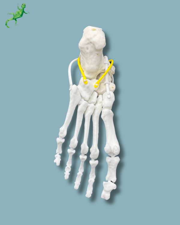 Pack 'Cheville consommable avec ligaments/tendons' + 'Avant-Pied Réutilisable Gauche' - Ref 02-12-02 – Image 4