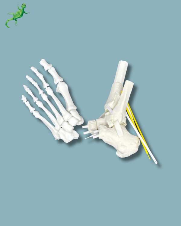 Pack 'Cheville consommable avec ligaments/tendons' + 'Avant-Pied Réutilisable Gauche' - Ref 02-12-02 – Image 8