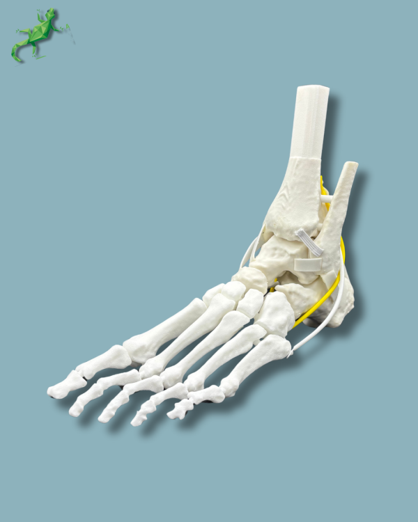 Pack 'Cheville consommable avec ligaments/tendons' + 'Avant-Pied Réutilisable Gauche' - Ref 02-12-02 – Image 7