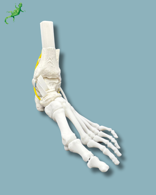 Pack 'Cheville consommable avec ligaments/tendons' + 'Avant-Pied Réutilisable Gauche' - Ref 02-12-02 – Image 6