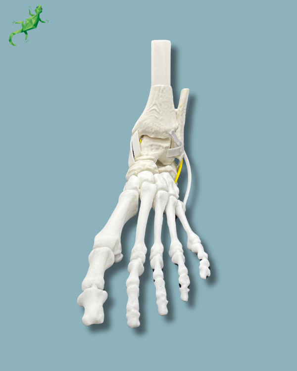 Pack 'Cheville consommable avec ligaments/tendons' + 'Avant-Pied Réutilisable Gauche' - Ref 02-12-02 – Image 5