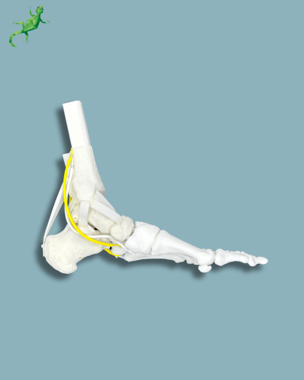 Pack 'Cheville consommable avec ligaments/tendons' + 'Avant-Pied Réutilisable Gauche' - Ref 02-12-02