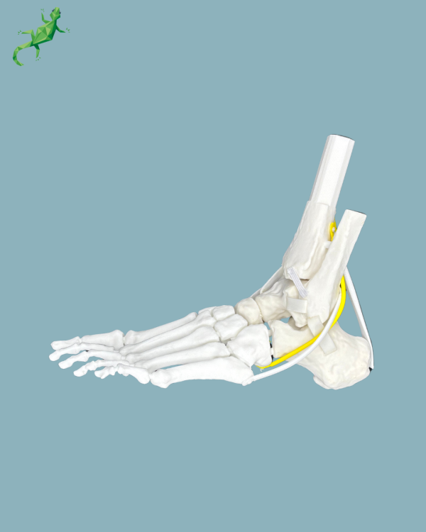 Pack 'Cheville consommable avec ligaments/tendons' + 'Avant-Pied Réutilisable Gauche' - Ref 02-12-02 – Image 2