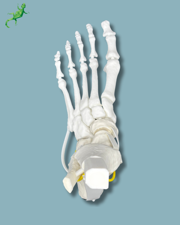 Pack 'Cheville consommable avec ligaments/tendons' + 'Avant-Pied Réutilisable Gauche' - Ref 02-12-02 – Image 3
