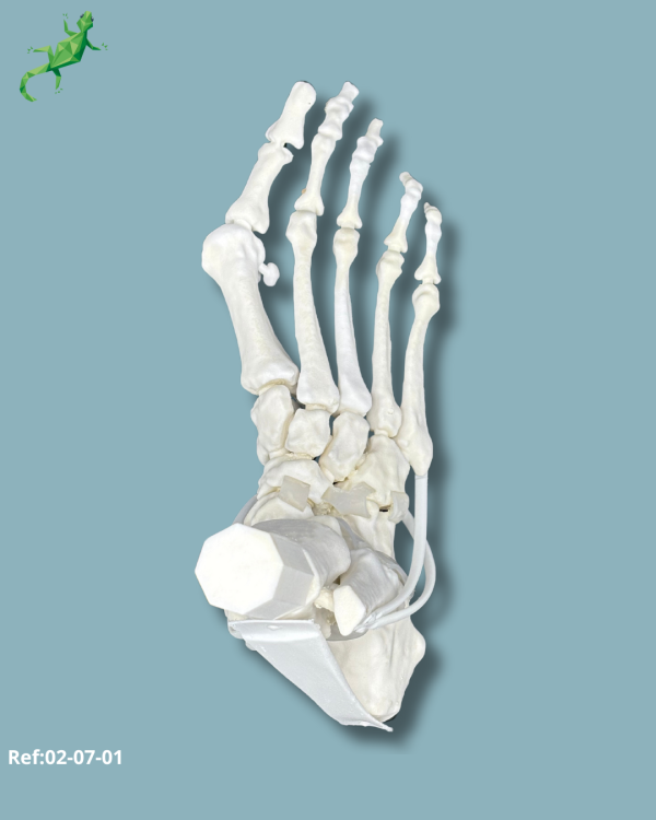 Stade 3 Flatfoot model with Hallux Valgus / Right / Addi-CORT+ Addi-SOFT Addi-CLAMP - Ref 02-07-01 - Image 10