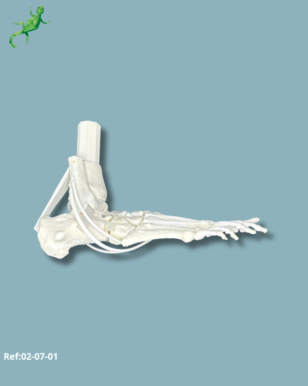 Stade 3 Flatfoot model with Hallux Valgus / Right / Addi-CORT+ Addi-SOFT Addi-CLAMP - Ref 02-07-01 - Image 2