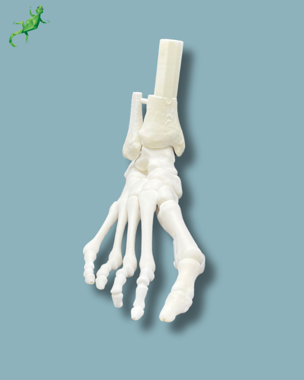 Flatfoot model with forefoot deformities, right, Addi-CORT+ - Ref 02-31-01 - Image 8