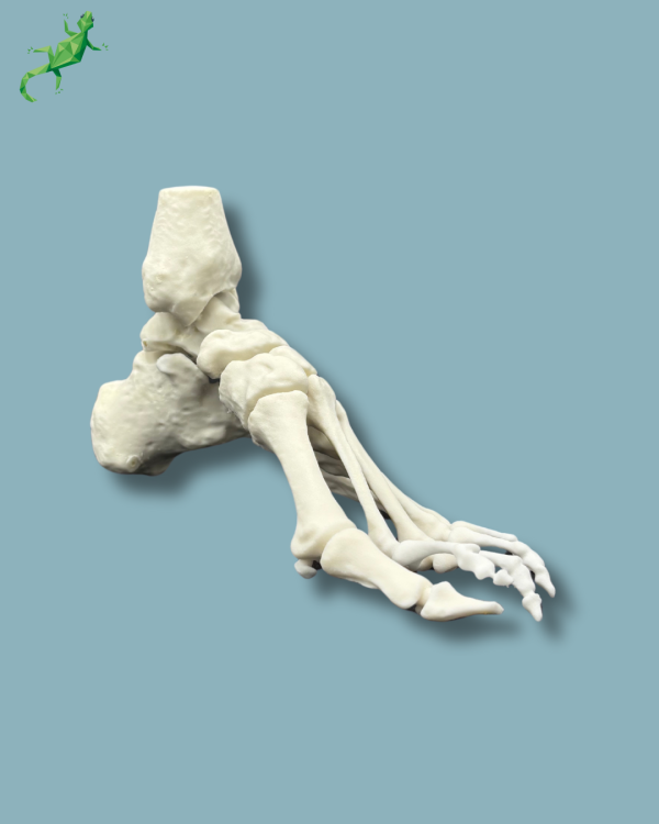 Cavus foot model left, Addi-CORT+ - Ref 02-32-01