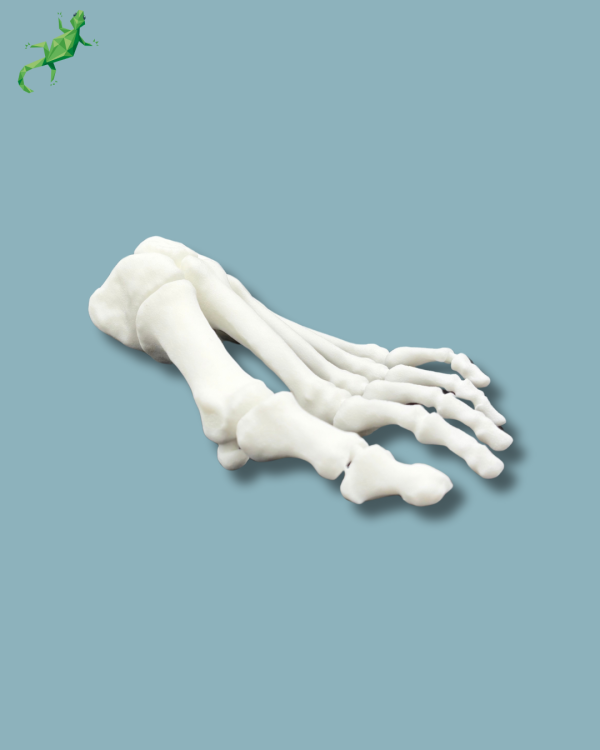Avant pied réutilisable / Gauche / plastique solide - Ref 01-01-02 – Image 6