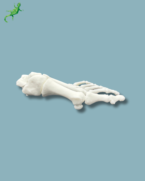 Reusable Forefoot Left / Solid plastic - Ref 01-01-02