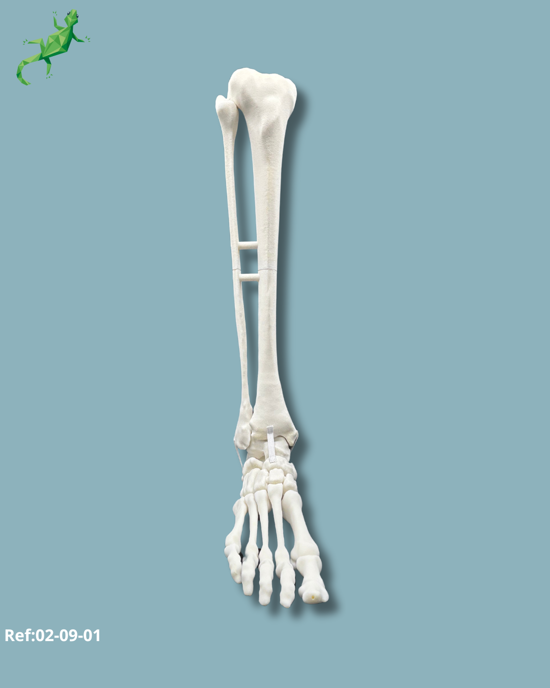 Pied et tibia avec un COFAS 1 Varus et cheville arthrosique / Droit / Addi CORT+ – Ref 02-09-01