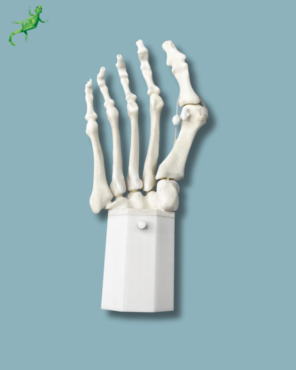 Pack 'Avant-Pied avec malformation' + 'Bloc réutilisable', droit - Ref 01-14-02 – Image 3