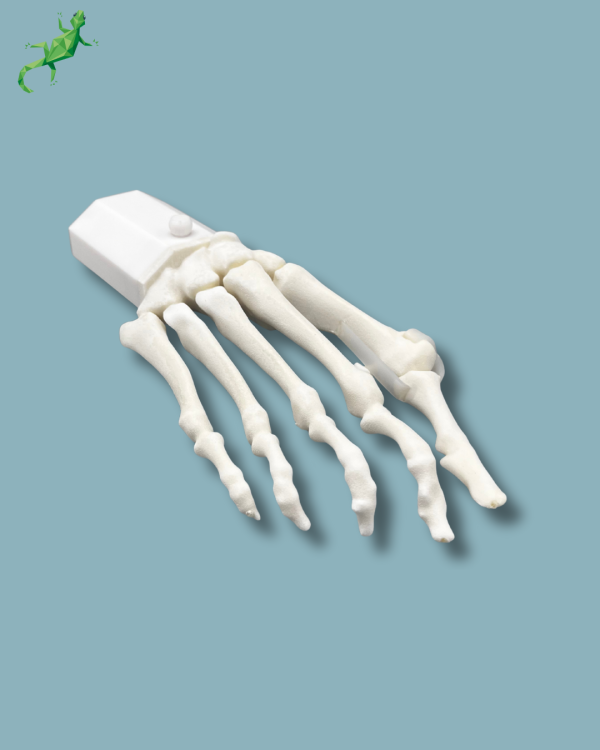 Pack 'Forefoot with deformity' + 'Vise attachment', right - Ref 01-14-02 - Image 8