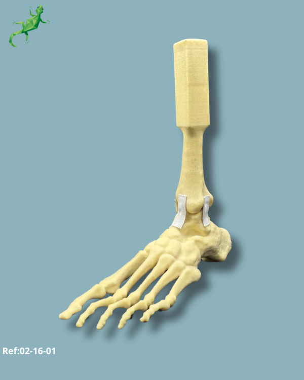 Foot and mid-tibia / Medium / Left / Addi-CORT - Ref 02-16-01 - Image 3