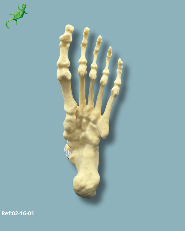 Foot and mid-tibia / Medium / Left / Addi-CORT - Ref 02-16-01 - Image 4