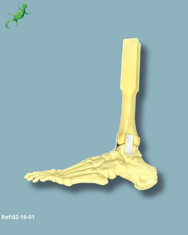 Foot and mid-tibia / Medium / Left / Addi-CORT - Ref 02-16-01