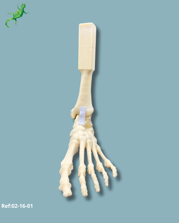 Foot and mid-tibia / Medium / Left / Addi-CORT - Ref 02-16-01 - Image 7