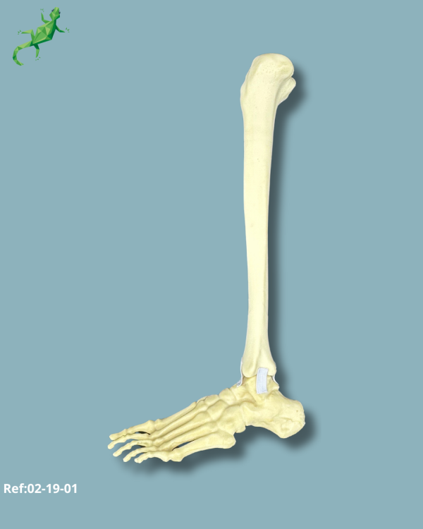 Foot and tibia / Medium / Left / Addi-CORT with intramedullar canal - Ref 02-19-01 - Image 5