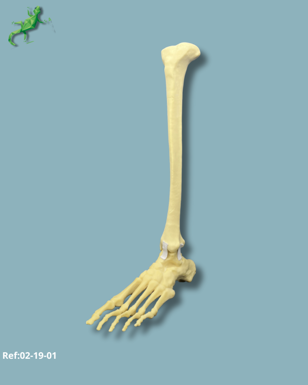 Foot and tibia / Medium / Left / Addi-CORT with intramedullar canal - Ref 02-19-01 - Image 2