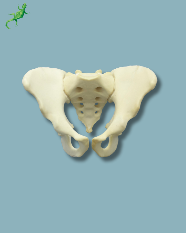 Pelvis / Addi-CAN - Ref 07-04-02 - Image 3