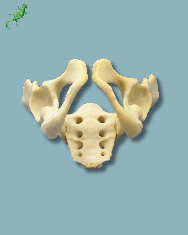 Pelvis / Addi-CAN - Ref 07-04-02 - Image 4