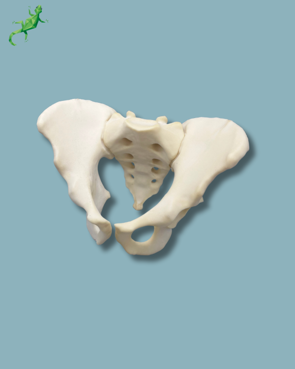 Pelvis / Addi-CAN - Ref 07-04-02 - Image 10