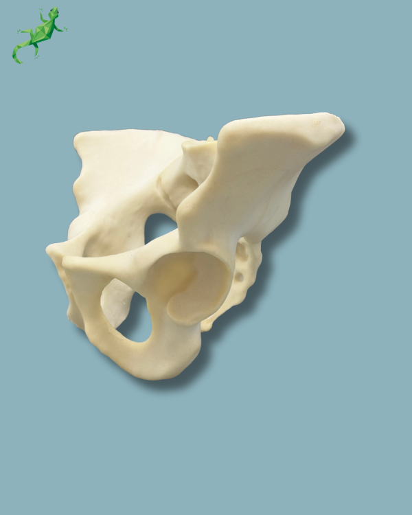 Pelvis / Addi-CAN - Ref 07-04-02 - Image 7