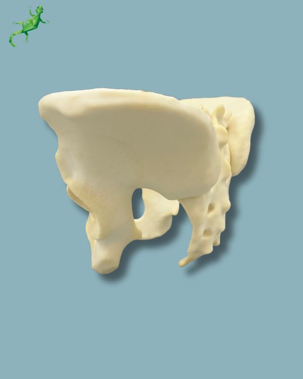 Pelvis / Addi-CAN - Ref 07-04-02 - Image 8