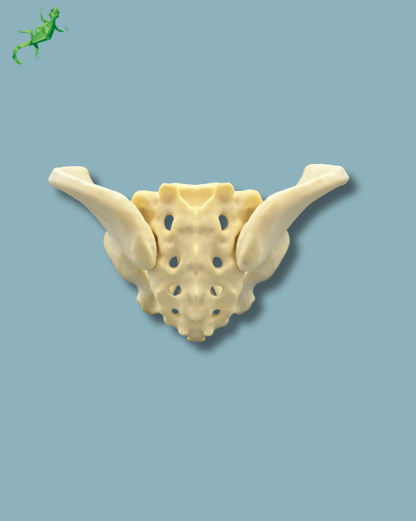 Pelvis / Addi-CAN - Ref 07-04-02 - Image 6