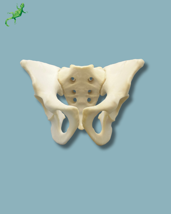 Pelvis / Addi-CAN - Ref 07-04-02