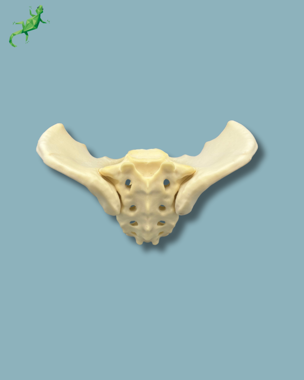 Pelvis / Addi-CAN - Ref 07-04-02 - Image 9