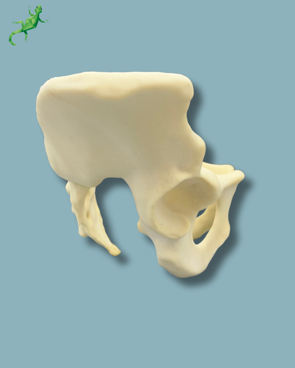 Pelvis / Addi-CAN - Ref 07-04-02 - Image 2