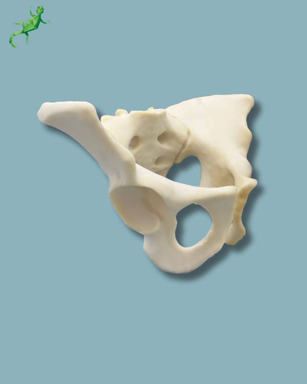 Pelvis / Addi-CAN - Ref 07-04-02 - Image 5