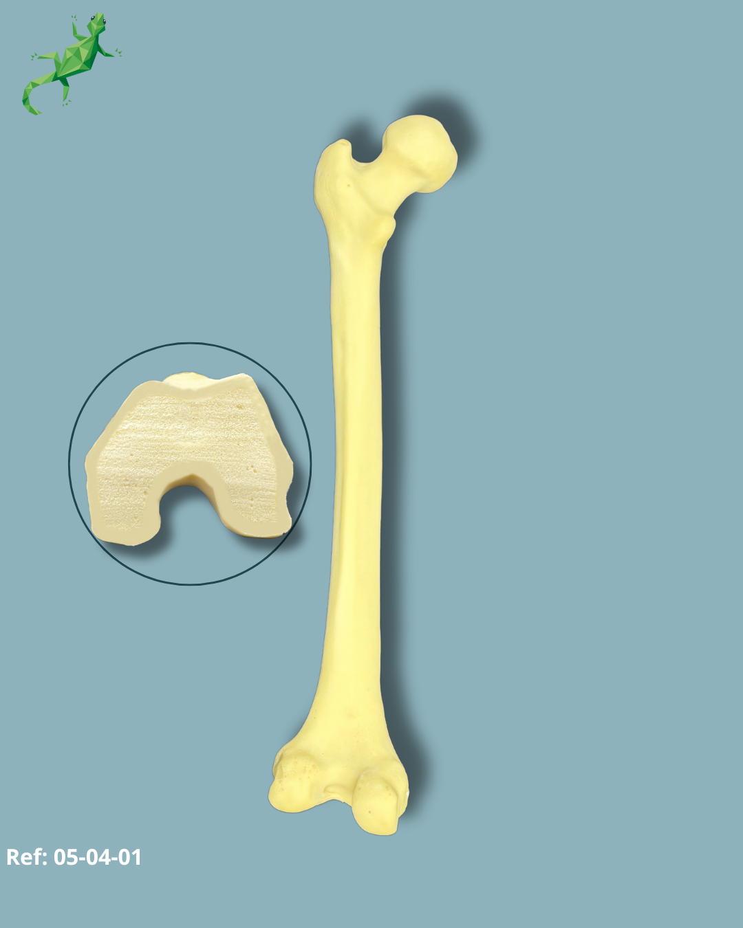 Femur / Moyen / Addi CORT – Ref 05-04-01