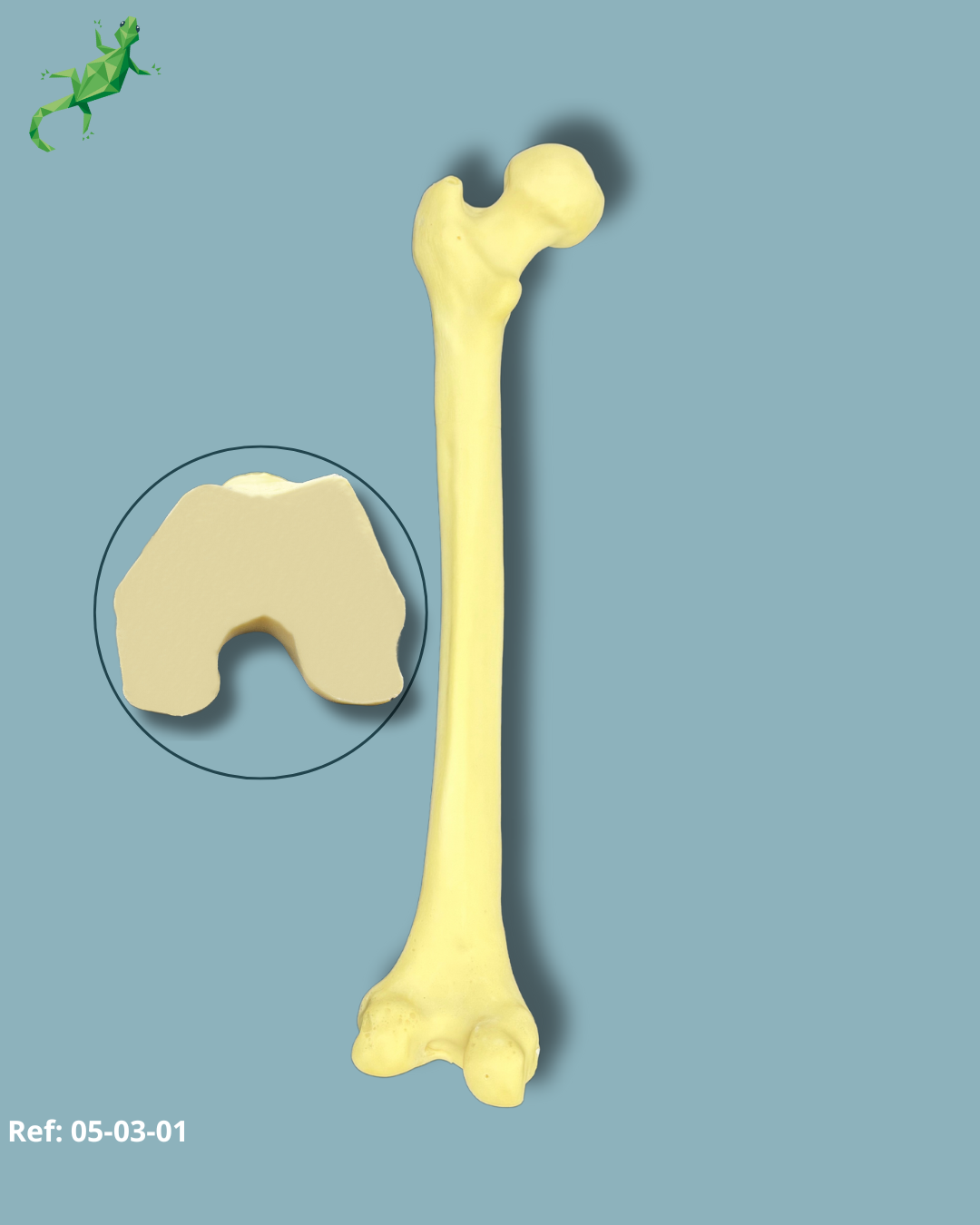 Femur / Moyen / Addi-CAN – Ref 05-03-01