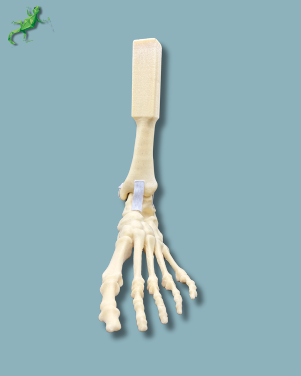 Foot and mid-tibia / Medium / Left / Addi-CAN - Ref 02-15-02 - Image 5