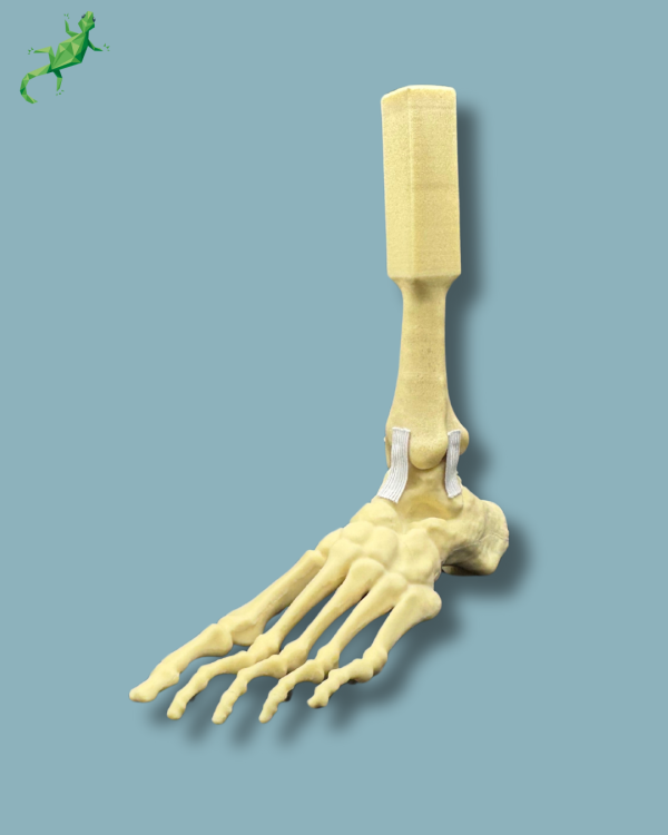 Foot and mid-tibia, left, Addi-CORT - Ref 02-16-02 - Image 3