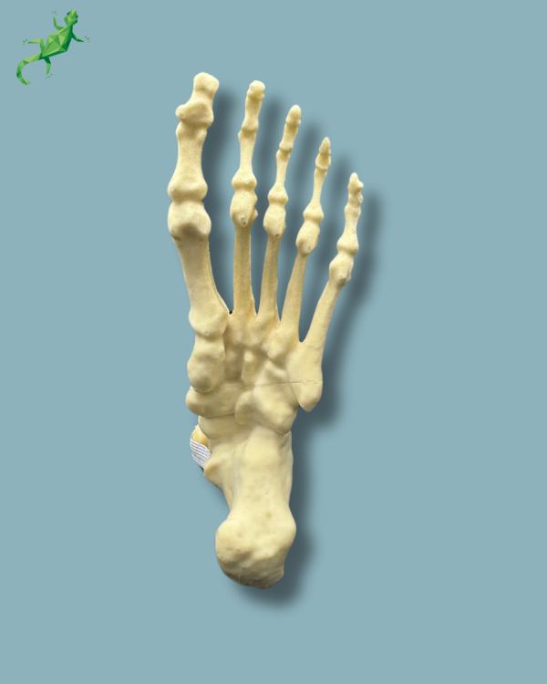 Foot and mid-tibia, left, Addi-CORT - Ref 02-16-02 - Image 6