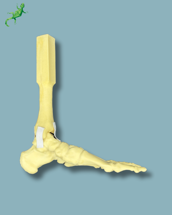 Foot and mid-tibia, left, Addi-CORT - Ref 02-16-02 - Image 2