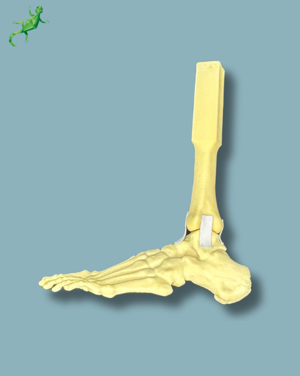 Foot and mid-tibia, left, Addi-CORT - Ref 02-16-02