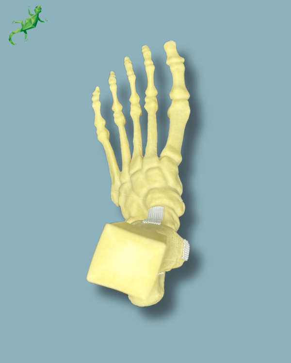 Foot and mid-tibia, left, Addi-CORT - Ref 02-16-02 - Image 7